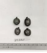 Click for 1 image(s) for this accession. FRUIT